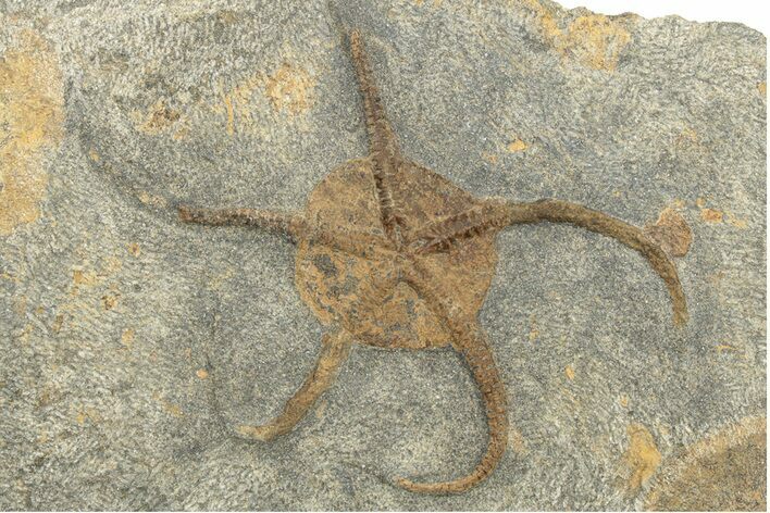 Ordovician Brittle Star (Ophiura) - Morocco #249043